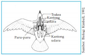 Detail Gambar Pernapasan Pada Burung Nomer 18