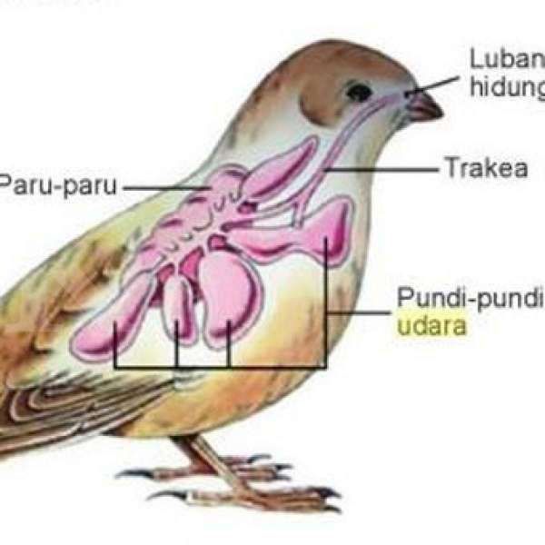 Detail Gambar Pernapasan Pada Burung Nomer 4