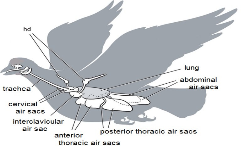 Detail Gambar Pernapasan Pada Burung Nomer 35