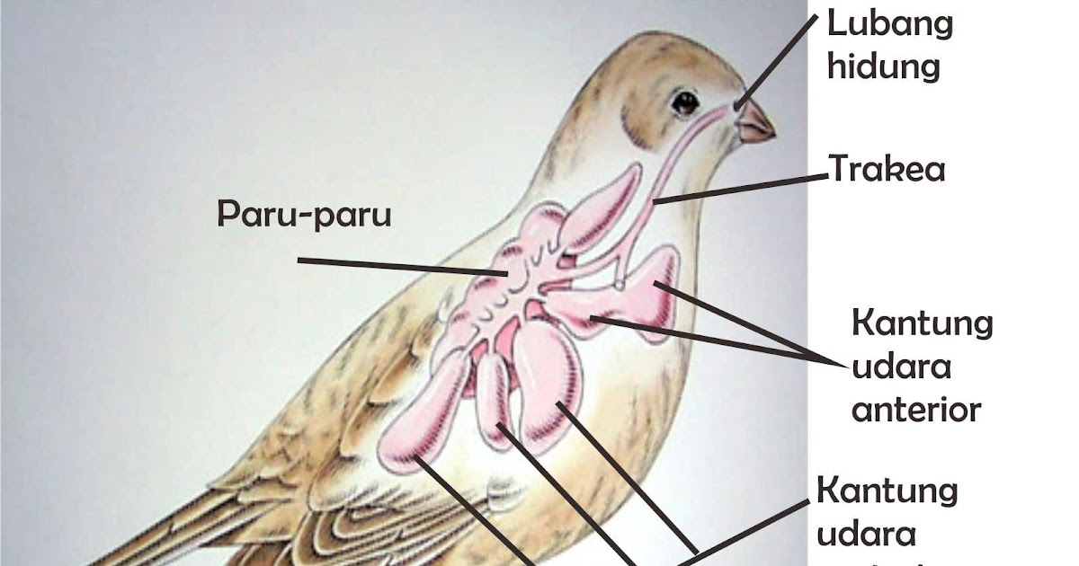 Detail Gambar Pernapasan Pada Burung Nomer 47