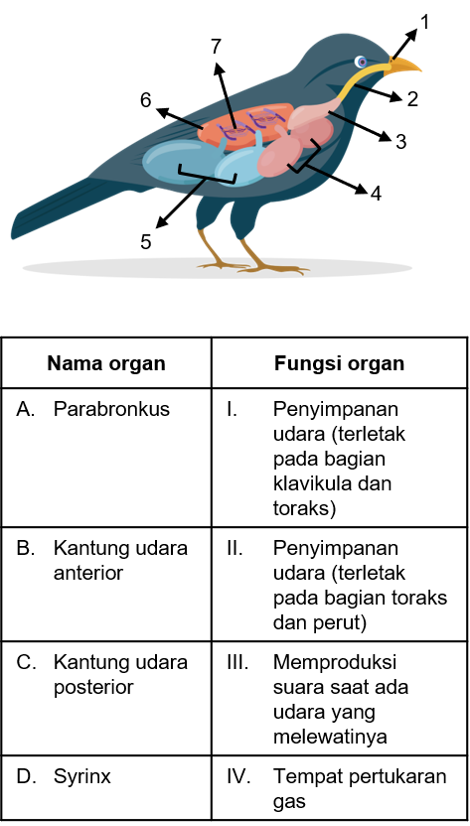 Detail Gambar Pernapasan Pada Burung Nomer 49