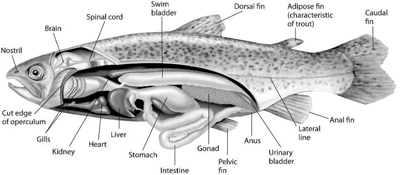 Detail Gambar Pernapasan Pada Ikan Nomer 21