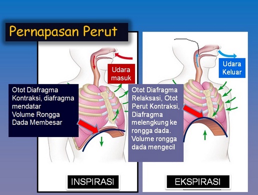 Gambar Pernapasan Perut - KibrisPDR