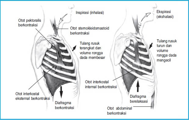 Detail Gambar Pernapasan Perut Nomer 13