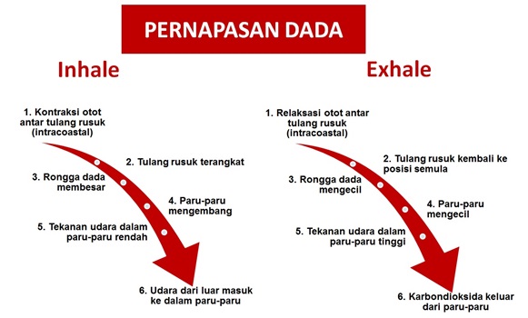 Detail Gambar Pernapasan Perut Nomer 19