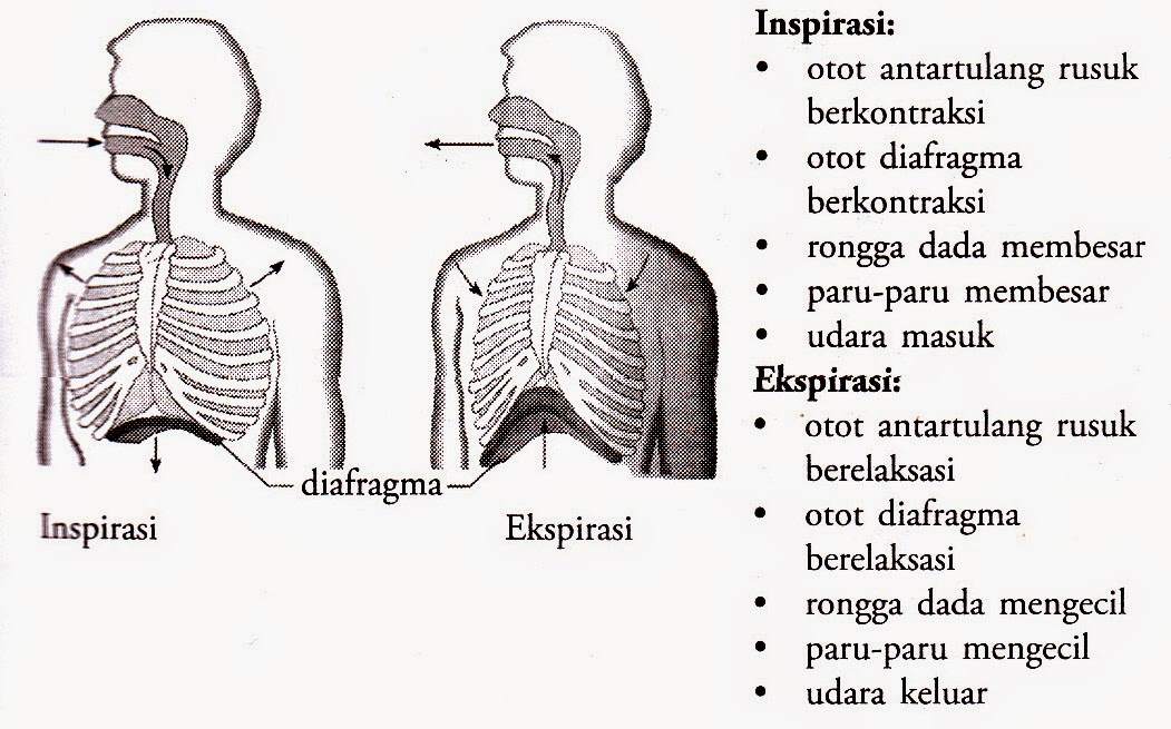 Detail Gambar Pernapasan Perut Nomer 20