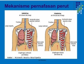 Detail Gambar Pernapasan Perut Nomer 3