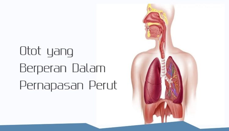 Detail Gambar Pernapasan Perut Nomer 28