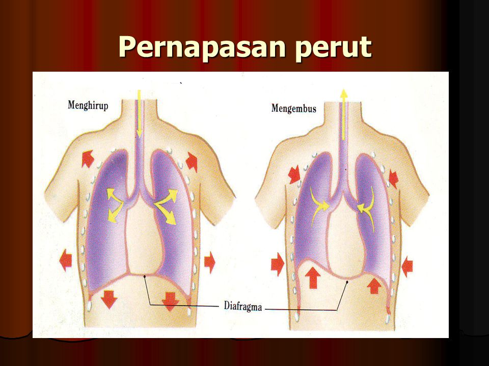 Detail Gambar Pernapasan Perut Nomer 29