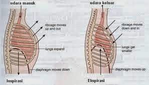 Detail Gambar Pernapasan Perut Nomer 34