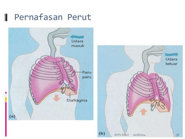 Detail Gambar Pernapasan Perut Nomer 5