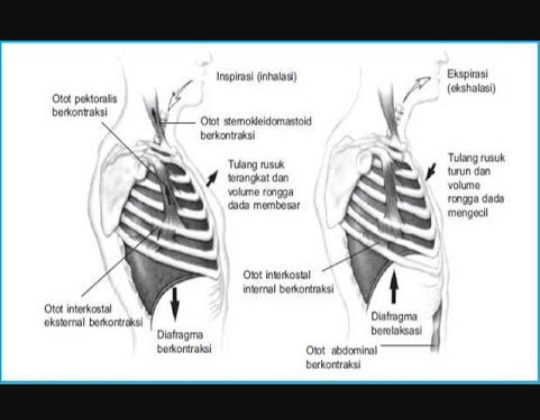 Detail Gambar Pernapasan Perut Nomer 45