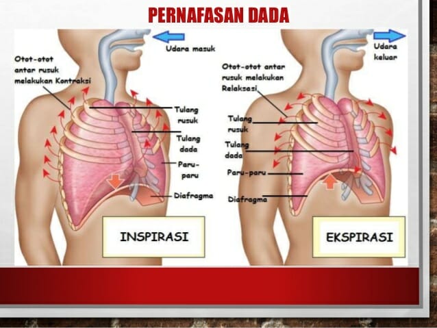 Detail Gambar Pernapasan Perut Nomer 7