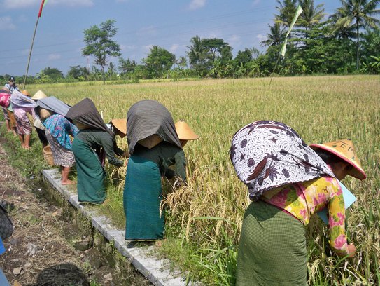 Gambar Perontokan Padi Menggunakan Teknologi Sederhana - KibrisPDR