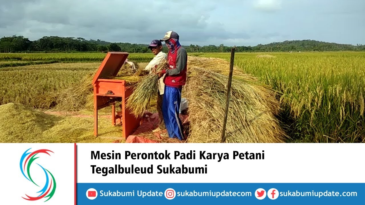 Detail Gambar Perontokan Padi Menggunakan Teknologi Sederhana Nomer 14