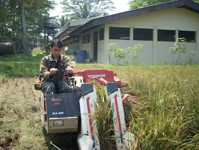 Detail Gambar Perontokan Padi Menggunakan Teknologi Sederhana Nomer 28