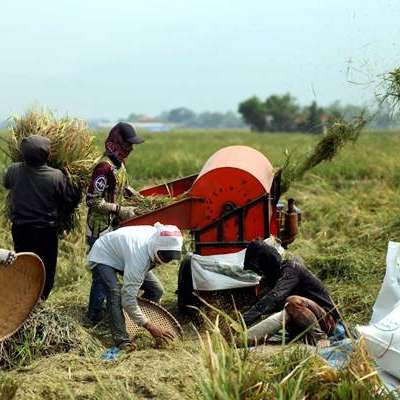 Detail Gambar Perontokan Padi Menggunakan Teknologi Sederhana Nomer 43