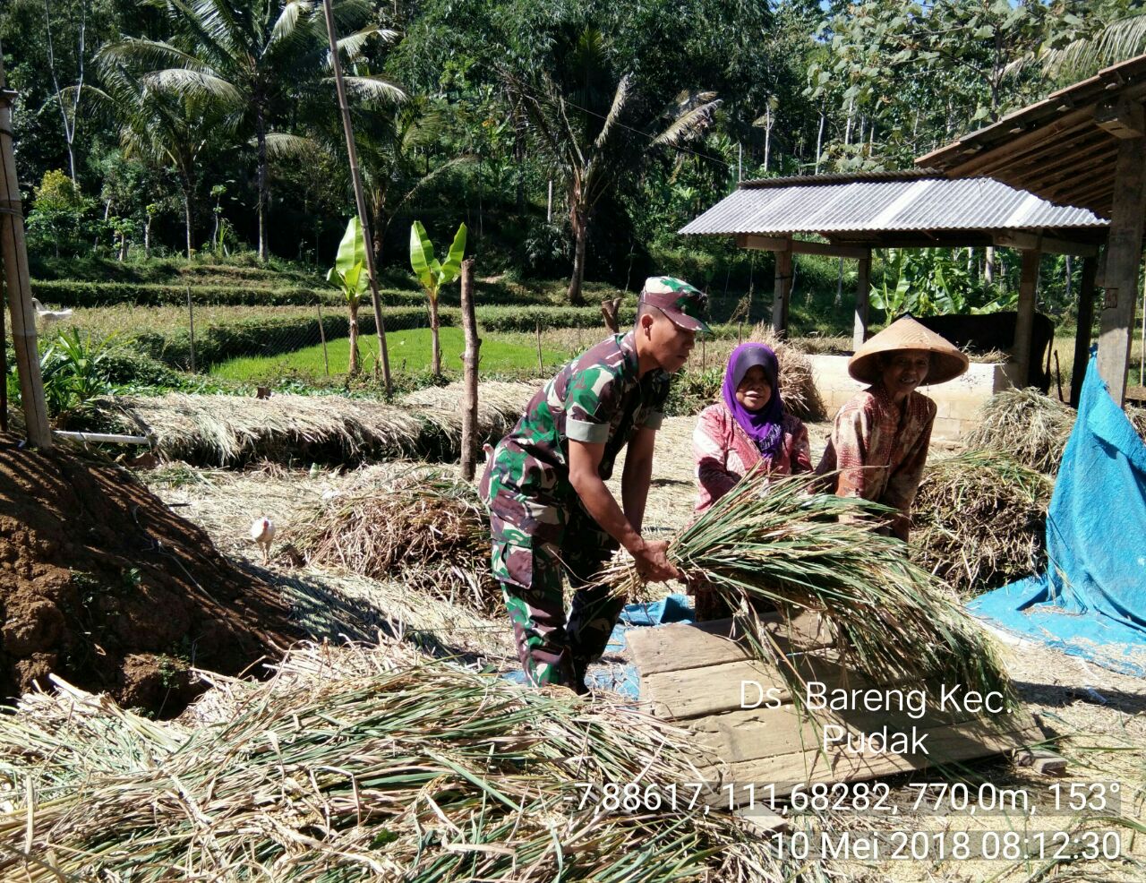 Detail Gambar Perontokan Padi Menggunakan Teknologi Seederhana Nomer 29