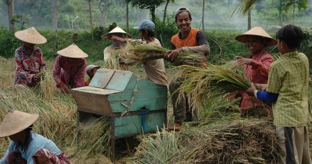 Detail Gambar Perontokan Padi Menggunakan Teknologi Seederhana Nomer 8