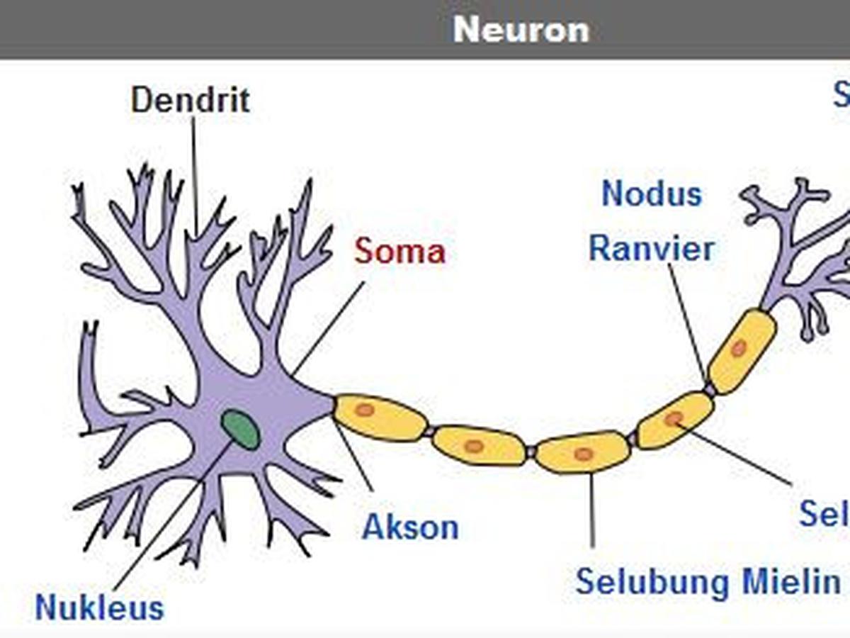 Detail Gambarkan Struktur Sebuah Sel Saraf Nomer 16
