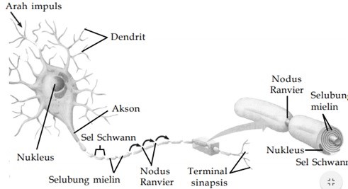 Detail Gambarkan Struktur Sebuah Sel Saraf Nomer 21