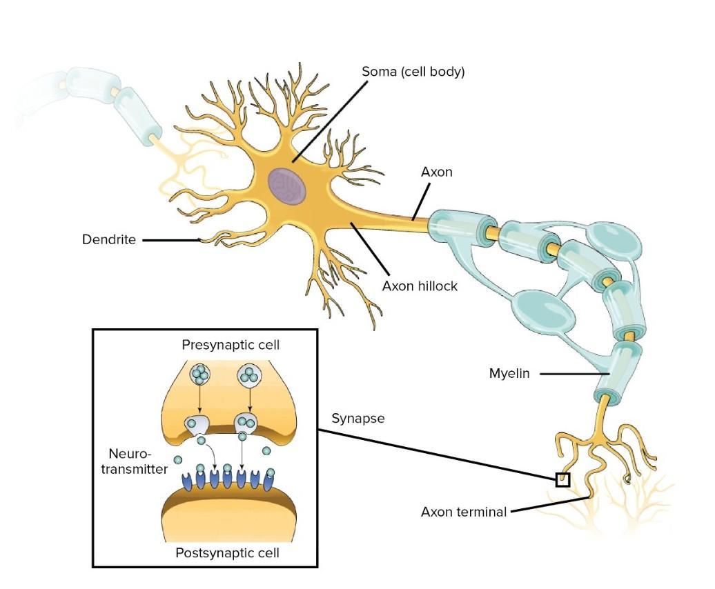 Detail Gambarkan Struktur Sebuah Sel Saraf Nomer 26