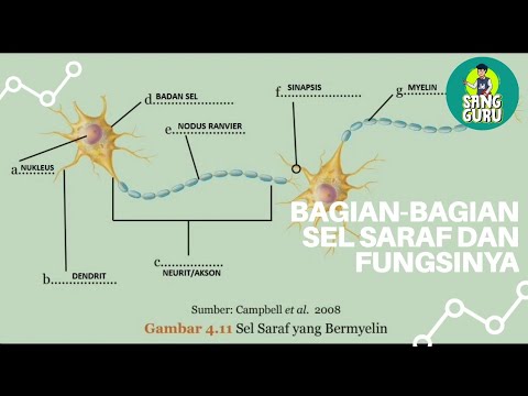 Detail Gambarkan Struktur Sebuah Sel Saraf Nomer 31