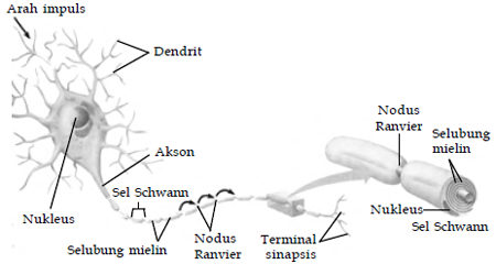 Detail Gambarkan Struktur Sebuah Sel Saraf Nomer 34