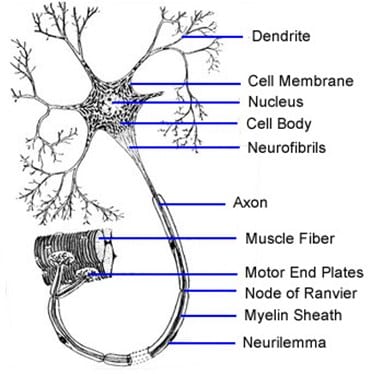 Detail Gambarkan Struktur Sebuah Sel Saraf Nomer 51