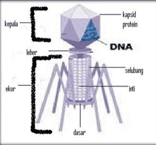 Detail Gambarkan Struktur Virus Secara Umum Nomer 15