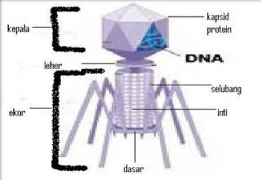 Detail Gambarkan Struktur Virus Secara Umum Nomer 18