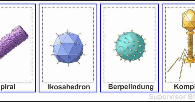 Detail Gambarkan Struktur Virus Secara Umum Nomer 24