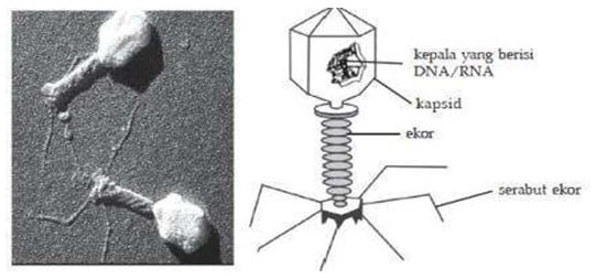 Detail Gambarkan Struktur Virus Secara Umum Nomer 28