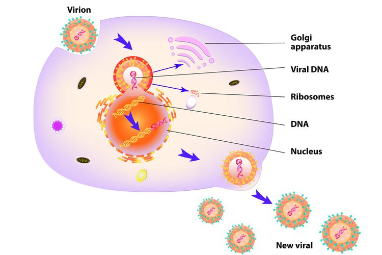 Detail Gambarkan Struktur Virus Secara Umum Nomer 42