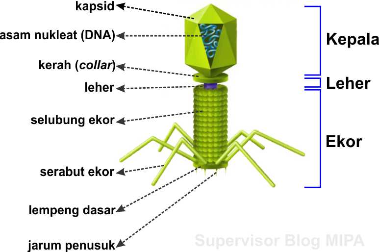 Detail Gambarkan Struktur Virus Secara Umum Nomer 8