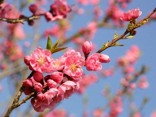 Detail Animasi Bergerak Bunga Sakura Nomer 44