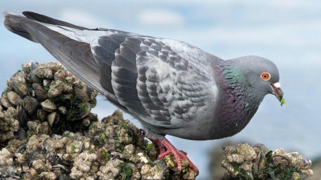 Detail Animasi Bergerak Burung Merpati Nomer 50