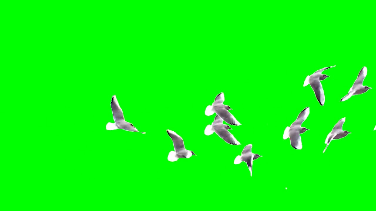 Detail Animasi Bergerak Burung Merpati Nomer 8