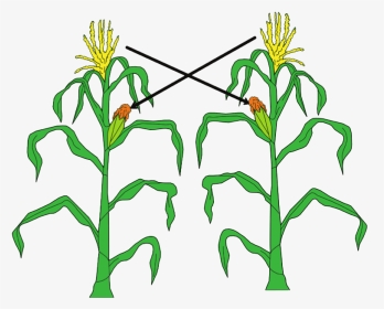 Detail Animasi Bergerak Jagung Nomer 53