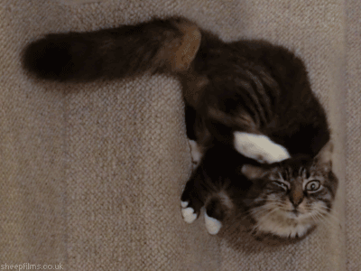 Detail Animasi Bergerak Kucing Lucu Nomer 29