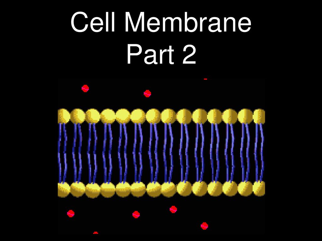 Detail Animasi Bergerak Ppt Biologi Nomer 35