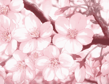Detail Animasi Bunga Sakura Bergerak Gif Nomer 12