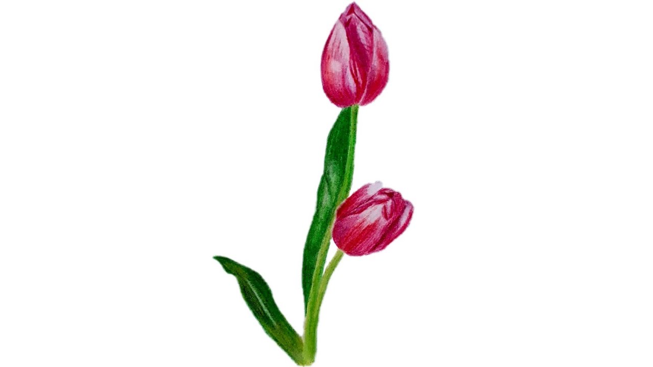 Detail Animasi Bunga Tulip Bergerak Nomer 34
