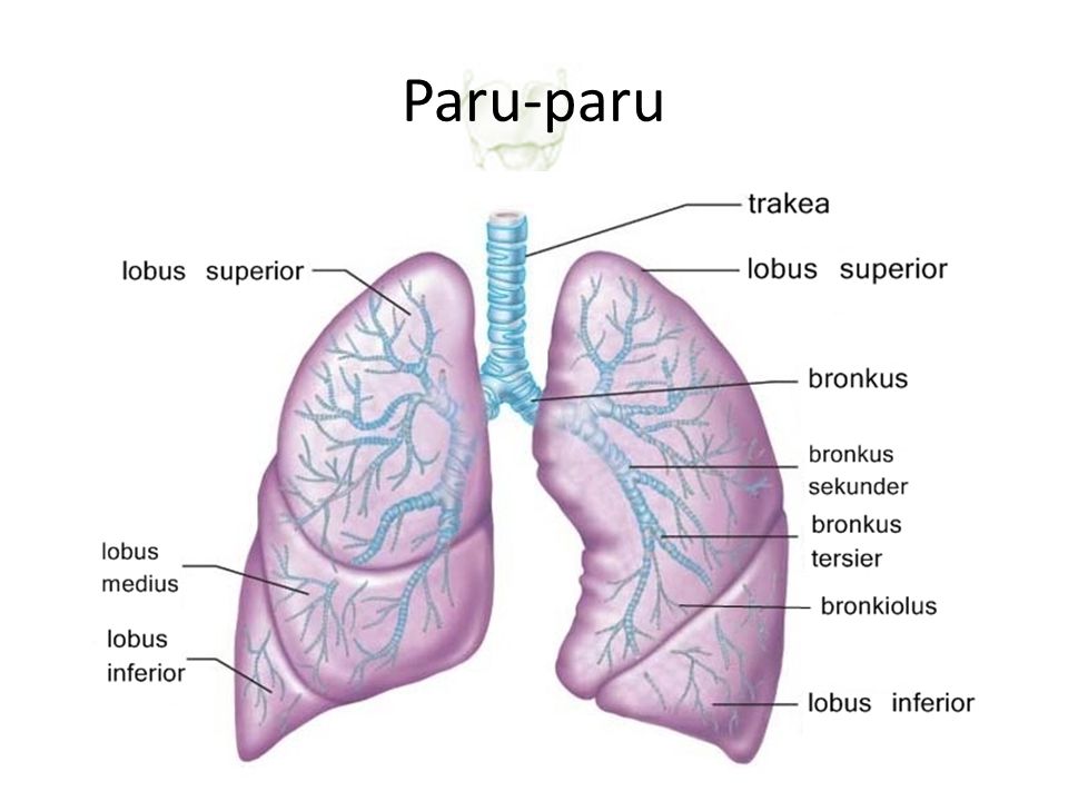 Detail Animasi Gambar Paru Paru Bergerak Power Point Nomer 17