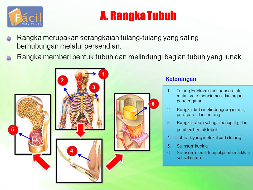 Detail Animasi Gambar Paru Paru Bergerak Power Point Nomer 36