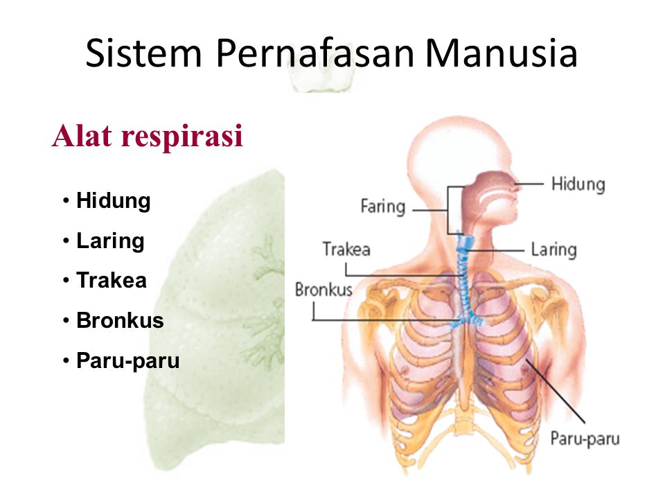 Detail Animasi Gambar Paru Paru Bergerak Power Point Nomer 40