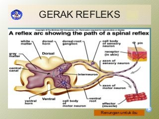 Detail Animasi Gerak Refleks Nomer 49