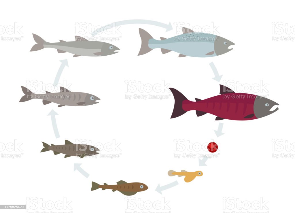 Detail Animasi Ikan Hidup Nomer 35