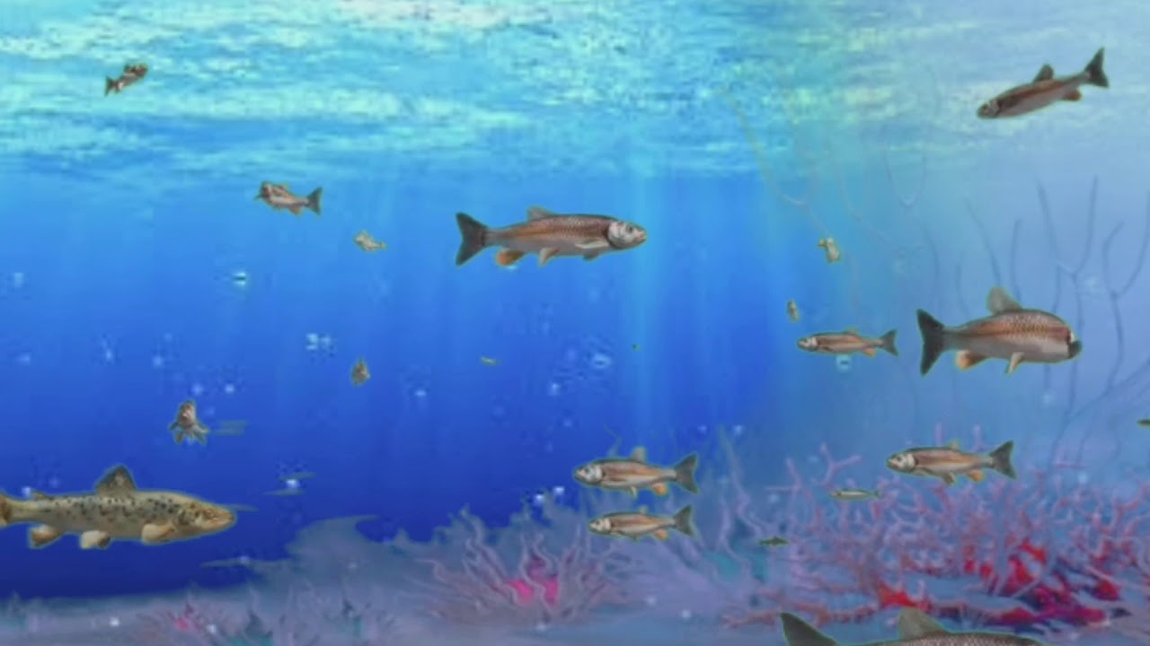 Detail Animasi Ikan Laut Bergerak Nomer 4