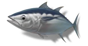 Detail Animasi Ikan Tuna Nomer 24